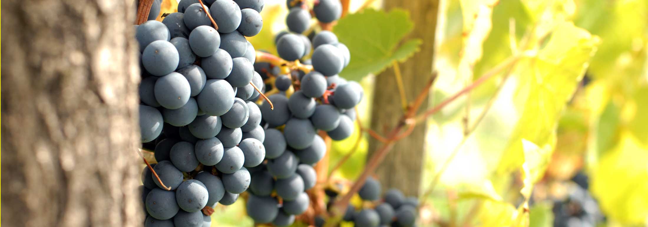 Banner Winnicy Manru